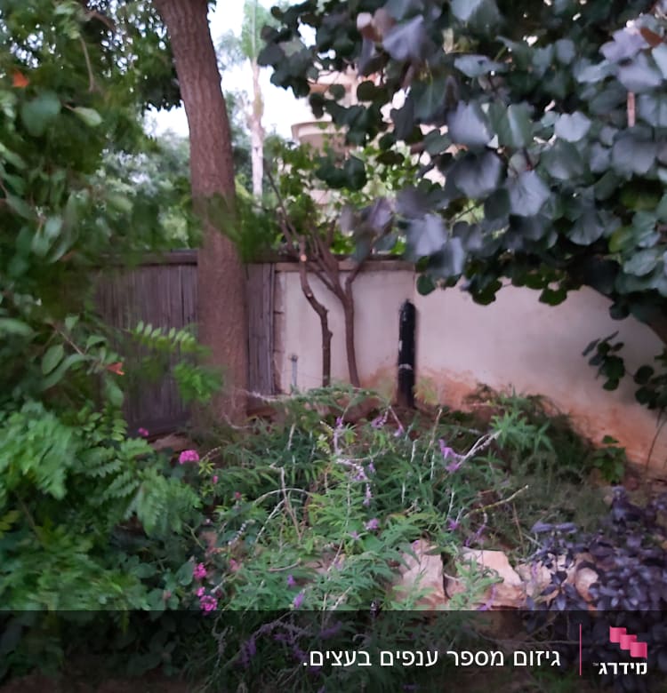 צמחים ופרחים בגינה עם עצים ושיחים